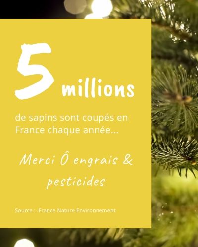 5 millions de sapins de Noël sont coupés chaque année en France